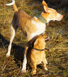 Hundebetreuung Friedrichshain 1